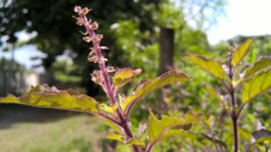 herbal, ayurved, basil, holy, natural, herb, aromatic, thulasi, india, medical, white, leaves, plant, ayurved, ayurved, ayurved, ayurved, ayurved, thulasi